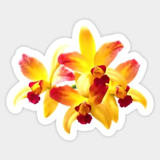 Yellow and Maroon Orchids Brassolaeliocattleya Laughing Boy Sticker